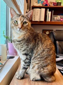 Rescue Domestic Short Hair Cats for Adoption in Cape Coral, Florida - Tamerlane (Luna) | PetCurious