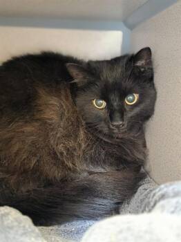 Domestic Medium Hair Cats Available for Adoption in Aliquippa, Pennsylvania - DUNCAN | PetCurious