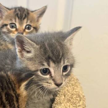 Baily kitten 1 -  Domestic Short Hair Cat for Adoption in Ferndale, Washington - Baily Kitten 1 | PetCurious
