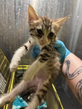 Domestic Short Hair Cats Available for Adoption in San Antonio, Texas - TOPH | PetCurious