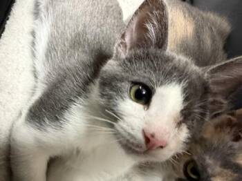 Sapling -  Domestic Short Hair Cat for Adoption in Westland, Michigan - Sapling | PetCurious