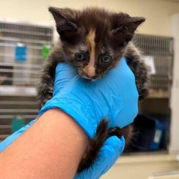 Clove 26-08-118 -  Domestic Short Hair Cat for Adoption in Bastrop, Texas - Clove 26-08-118 | PetCurious