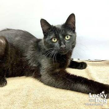 Domestic Short Hair Cats Available for Adoption in Washington, District Of Columbia - Ely | PetCurious