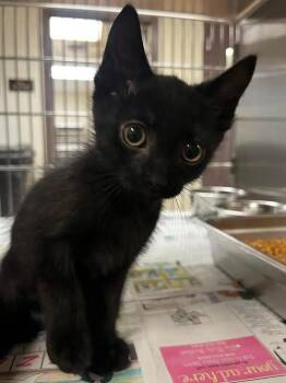 Shadow -  Domestic Short Hair Cat for Adoption in Nacogdoches, Texas - Shadow | PetCurious