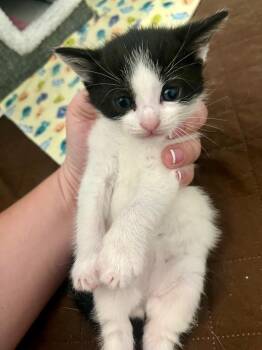 Domestic Short Hair Cats Available for Adoption in Johnson City, Tennessee - Sailor | PetCurious