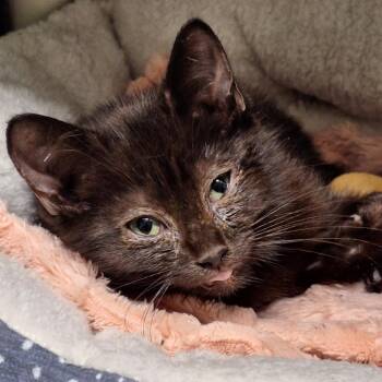 Marshmallow -  Domestic Short Hair Cat for Adoption in Attica, New York - Marshmallow | PetCurious