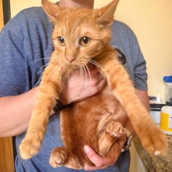 Fastos -  Domestic Short Hair Cat for Adoption in Corinth, Mississippi - Fastos | PetCurious