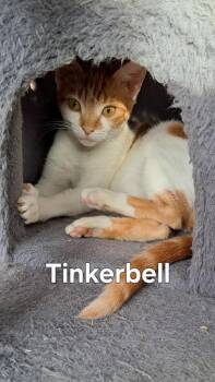 Domestic Short Hair Cats Available for Adoption in Plattsburgh, New York - Tinkerbell | PetCurious