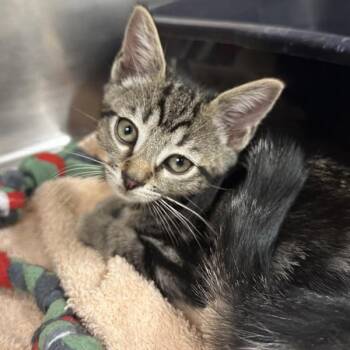 Dao -  Domestic Short Hair Cat for Adoption in Walnut Creek, California - Dao | PetCurious