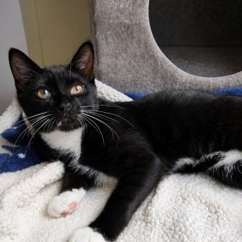 Benedict -  Domestic Short Hair Cat for Adoption in New York, New York - Benedict | PetCurious