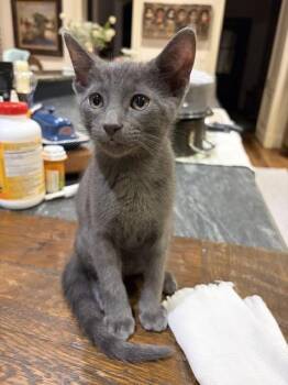 Virginia -  Russian Blue and Tabby Cat for Adoption in Houston, Texas - Virginia | PetCurious