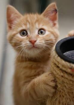 Emma -  Domestic Short Hair Cat for Adoption in Verona, Wisconsin - Emma | PetCurious