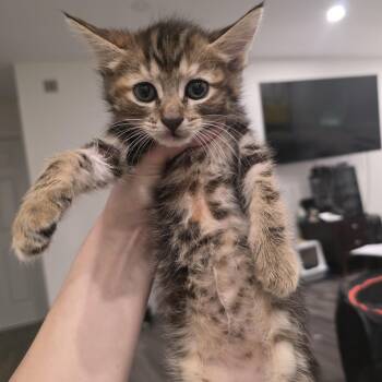 Beauty -  Torbie and Domestic Short Hair Cat for Adoption in Mastic, New York - Beauty | PetCurious