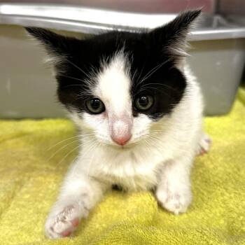 Sapphire -  Domestic Short Hair Cat Available for Adoption in Warrensburg, Missouri - Sapphire | PetCurious