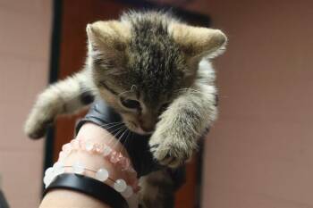 GUNNER -  Domestic Short Hair Cat for Adoption in Columbia, South Carolina - GUNNER | PetCurious