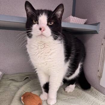 Kitty Cat -  Domestic Short Hair Cat for Adoption in Waterloo, Iowa - Kitty Cat | PetCurious