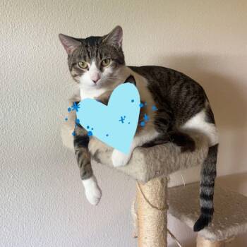 Mochi -  Tabby Cat for Adoption in Dickinson, North Dakota - Mochi | PetCurious