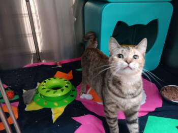 Rescue Domestic Short Hair Cats for Adoption in Bloomfield, New Jersey - Maple | PetCurious
