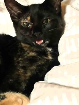 Rescue Tortoiseshell Cats for Adoption in Hamilton, Ontario - Cherry | PetCurious
