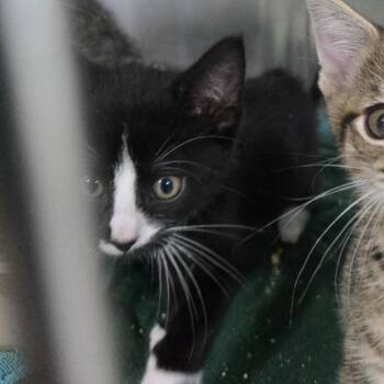 Oklahoma 26-202 -  Domestic Short Hair Cat for Adoption in Tawas City, Michigan - Oklahoma 26-202 | PetCurious