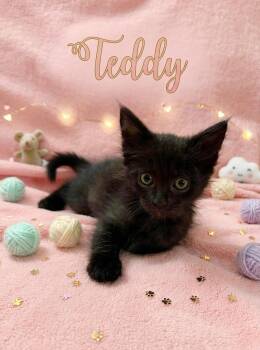 Teddy -  Domestic Short Hair Cat for Adoption in Orange, California - Teddy | PetCurious