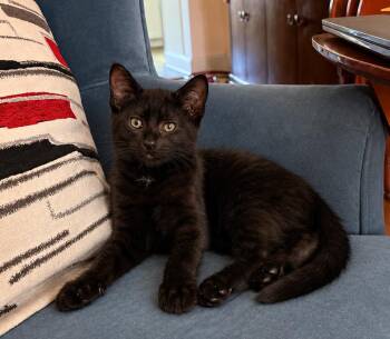 Indigo -  Domestic Short Hair Cat Available for Adoption in Bayonne, New Jersey - Indigo | PetCurious