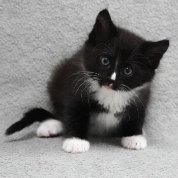 Domestic Short Hair Cats Available for Adoption - Mojito | PetCurious