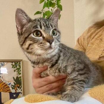 Sage Delgado -  Tabby and Domestic Short Hair Cat for Adoption in Friendswood, Texas - Sage Delgado | PetCurious