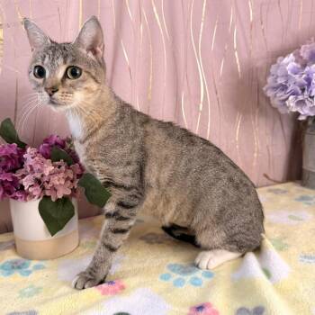 Ms. Priss -  Domestic Short Hair Cat for Adoption in Long Beach, Mississippi - Ms. Priss | PetCurious