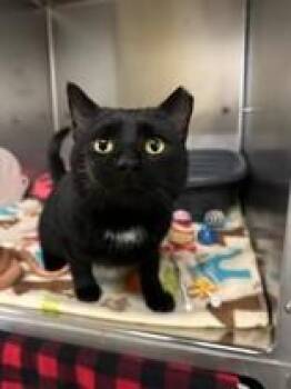 Domestic Short Hair Cats Available for Adoption - Clifford | PetCurious