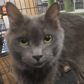 Russian Blue Cats Available for Adoption in Oakwood, Georgia - Mr Blue Guy | PetCurious