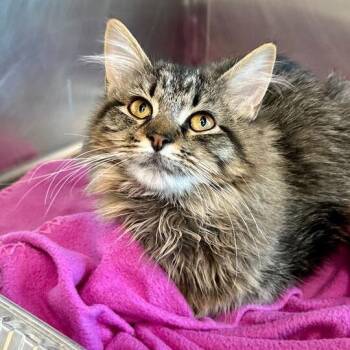 Domestic Short Hair Cats Available for Adoption - Toshiba | PetCurious