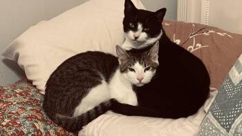 Tuxedo and Tabby Cats Available for Adoption in Killingly, Connecticut - Jalapeno & Habanero (mother-son Bonded Pair) | PetCurious