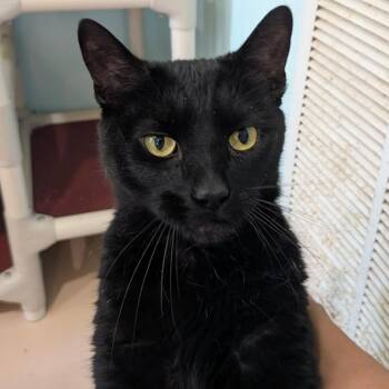 Exxon -  Domestic Short Hair Cat for Adoption in Rocky Mount, Virginia - Exxon | PetCurious