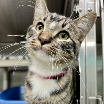 Atlas -  Domestic Short Hair Cat for Adoption in Jamestown, North Dakota - Atlas | PetCurious