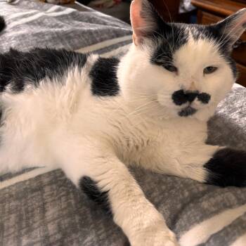 Rescue Domestic Short Hair Cats for Adoption in Cheshire, Connecticut - Spanky | PetCurious