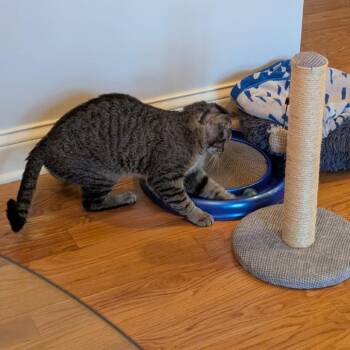 Domestic Short Hair Cats Available for Adoption - AJ (Archie) | PetCurious