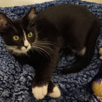 Java -  Domestic Short Hair Cat for Adoption in Melrose, Florida - Java | PetCurious