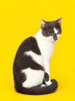 Peanutbutter -  Domestic Short Hair Cat for Adoption in Wauchula, Florida - Peanutbutter | PetCurious