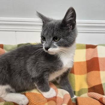 Rescue American Shorthair Cats for Adoption in Xenia, Ohio - Thing (Coming Soon...) | PetCurious