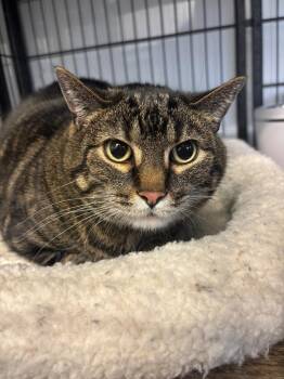 Chester -  Domestic Short Hair Cat Available for Adoption in Algona, Iowa - Chester | PetCurious