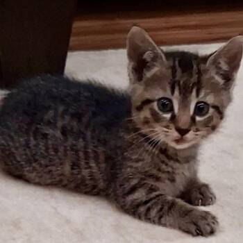 Domestic Short Hair Cats Available for Adoption in Gastonia, North Carolina - Lucky | PetCurious