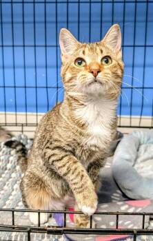 Oliver -  Domestic Long Hair Cat for Adoption in Ellijay, Georgia - Oliver | PetCurious