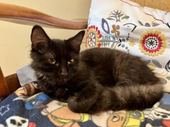 Timmy -  American Shorthair Cat for Adoption in Rochester, New York - Timmy | PetCurious