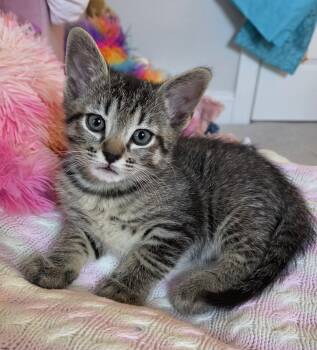 Milton -  Domestic Short Hair Cat Available for Adoption in Pittsboro, North Carolina - Milton | PetCurious