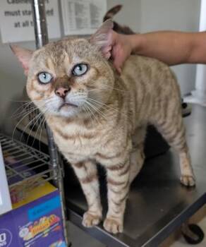 Teddy -  Bengal Cat for Adoption in Taylorsville, North Carolina - Teddy | PetCurious