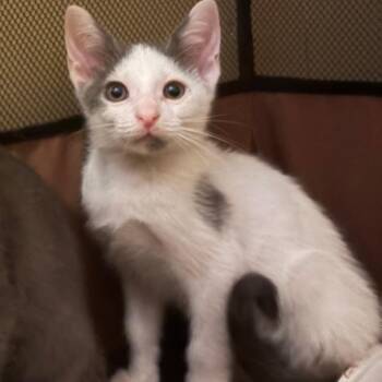 Pippen -  Domestic Short Hair Cat for Adoption in Chattanooga, Tennessee - Pippen | PetCurious
