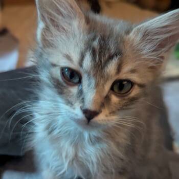 Rescue Domestic Medium Hair Cats for Adoption in Flagstaff, Arizona - Riesling W/ Prosecco - Shy, But Sweet! Good W/ Cats & Kids! | PetCurious