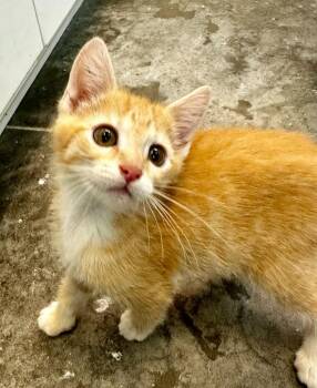 Chesley -  Domestic Short Hair Cat Available for Adoption in Neosho, Missouri - Chesley | PetCurious