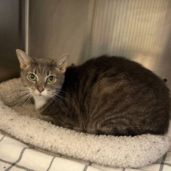 Domestic Short Hair Cats Available for Adoption in Baldwin, Maryland - Coraline | PetCurious